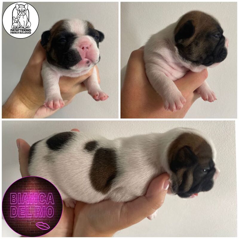 15th generation French Bulldog pups (FCE pedigree) for sale in Nottingham, Nottinghamshire - Image 6