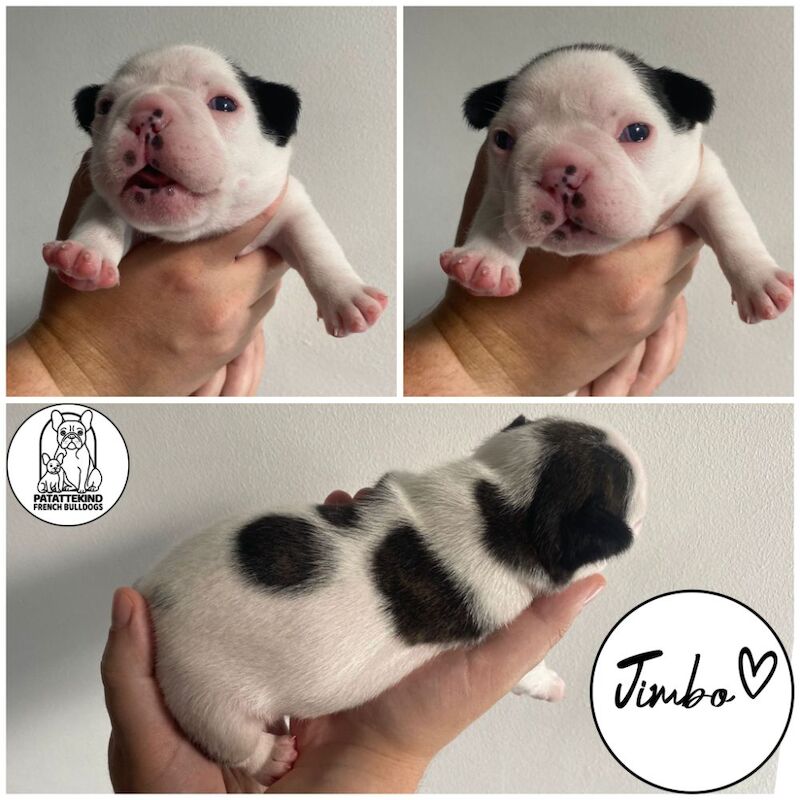15th generation French Bulldog pups (FCE pedigree) for sale in Nottingham, Nottinghamshire - Image 7