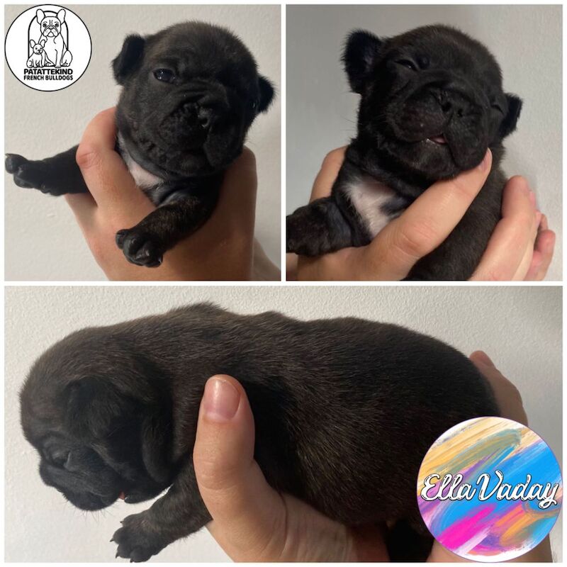 15th generation French Bulldog pups (FCE pedigree) for sale in Nottingham, Nottinghamshire - Image 8
