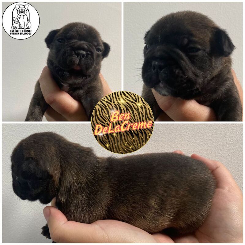 15th generation French Bulldog pups (FCE pedigree) for sale in Nottingham, Nottinghamshire - Image 11