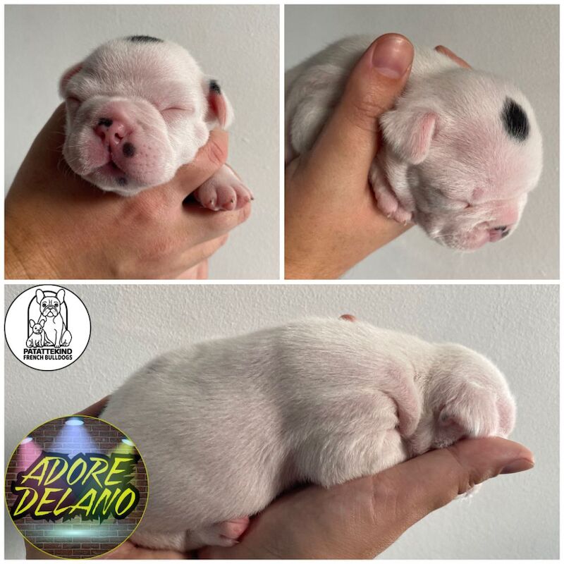 15th generation French Bulldog pups (FCE pedigree) for sale in Nottingham, Nottinghamshire - Image 12