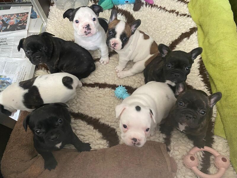 15th generation French Bulldog pups (KC registered, FCE pedigree and breed standard colours) for sale in Nottingham, Nottinghamshire