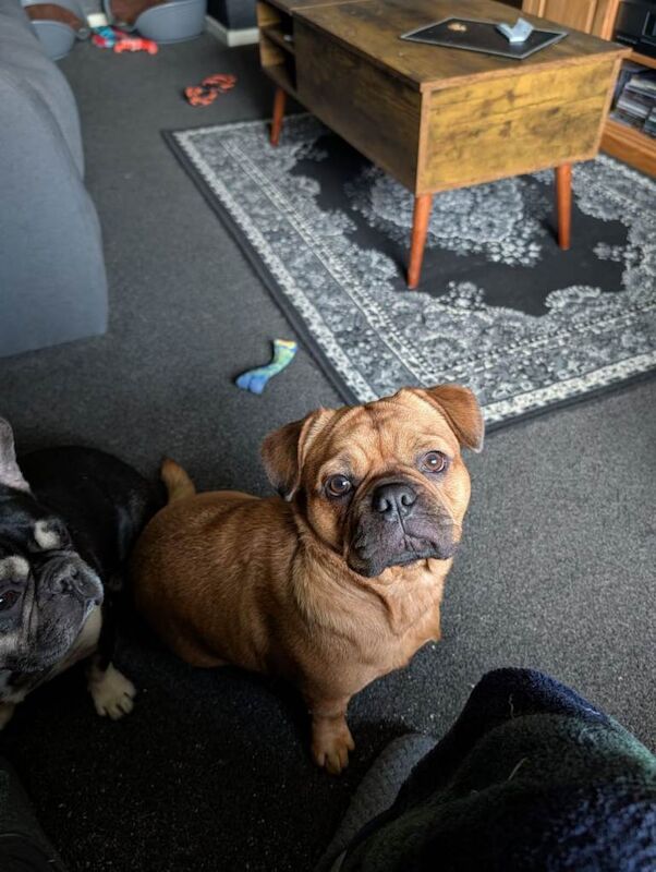 16 months old male puppy for sale - Image 2 of 2