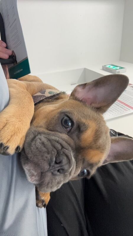 French Bulldog puppies for sale in Kelty, Fife – KC registered, 3 months old