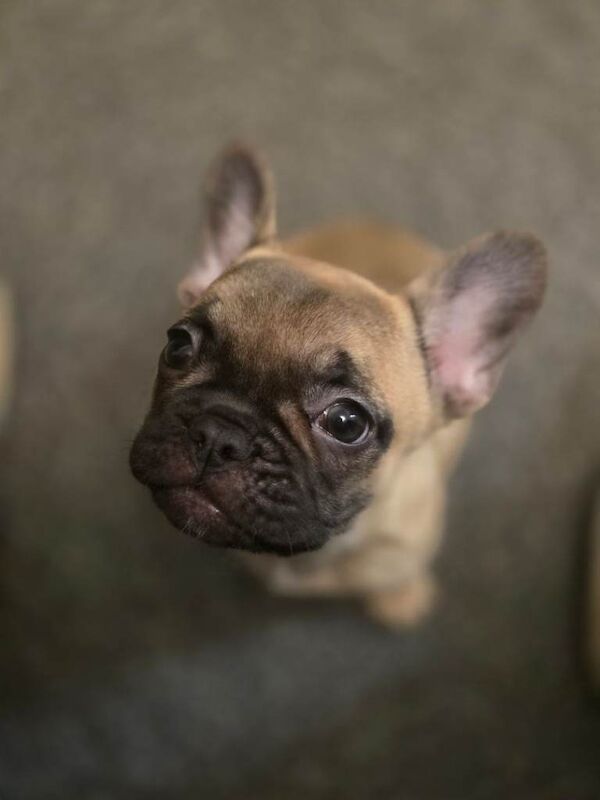 16 week old french bulldog