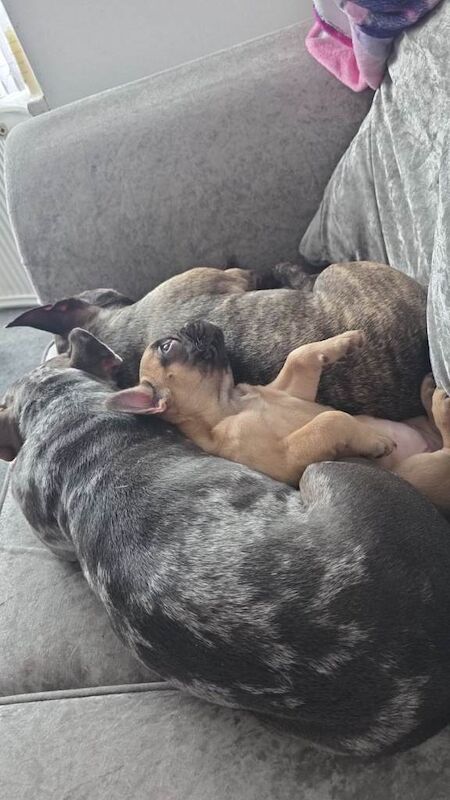 16 week old french bulldog - Image 2 of 3