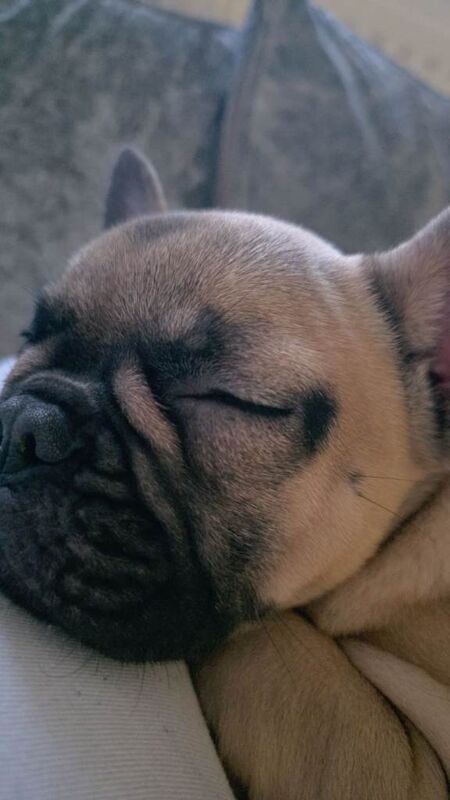 17 week old french bulldog