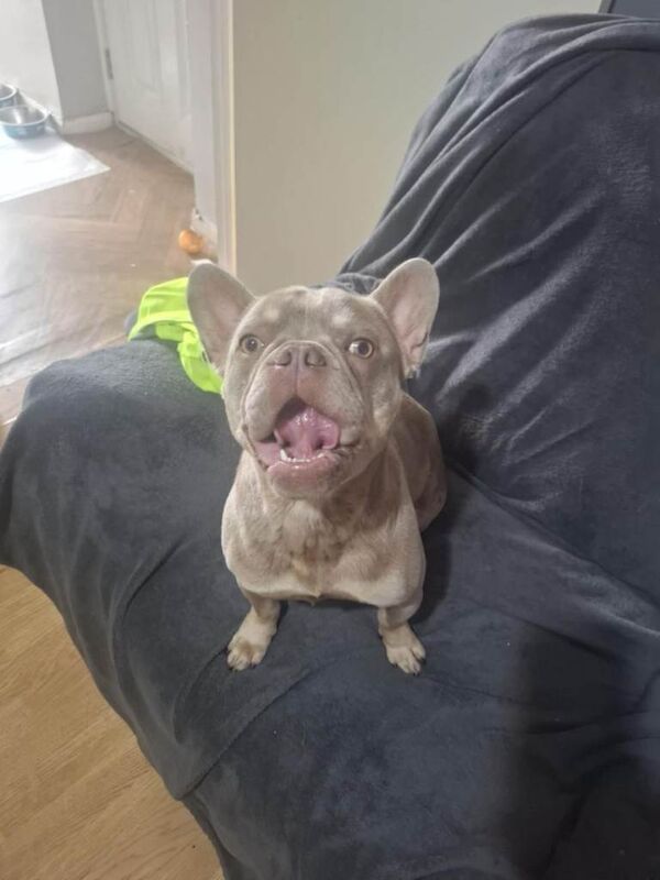 French Bulldog puppies for sale in Dunmurry, County Antrim – 1 year old