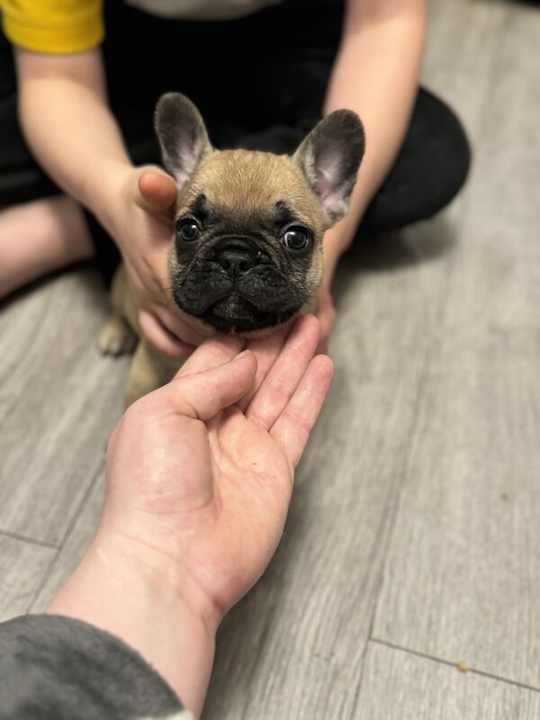 2 beautiful French bulldogs for sale in Stoke-on-Trent, Staffordshire | Image 3