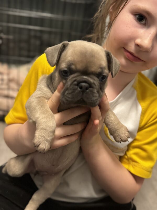 2 beautiful French bulldogs for sale in Stoke-on-Trent, Staffordshire | Image 4