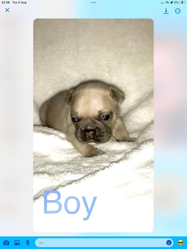French Bulldog puppies for sale in Brownhills, West Midlands – 5 weeks old