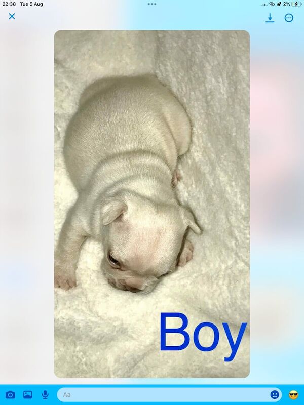 French Bulldog puppies for sale in Brownhills, West Midlands – 5 weeks old - Image 3 of 3
