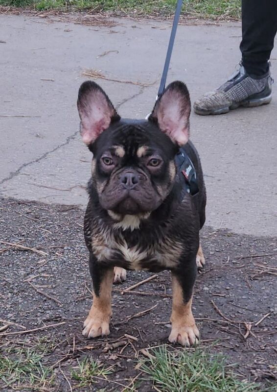 French Bulldog puppies for sale in Newmains, Lanarkshire – 1 year old