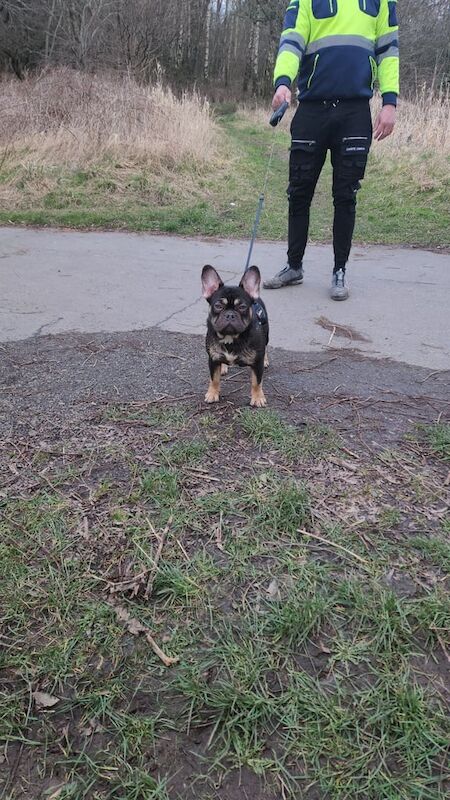 French Bulldog puppies for sale in Newmains, Lanarkshire – 1 year old - Image 2 of 3