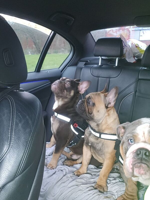 French Bulldog puppies for sale in Newmains, Lanarkshire – 1 year old - Image 3 of 3