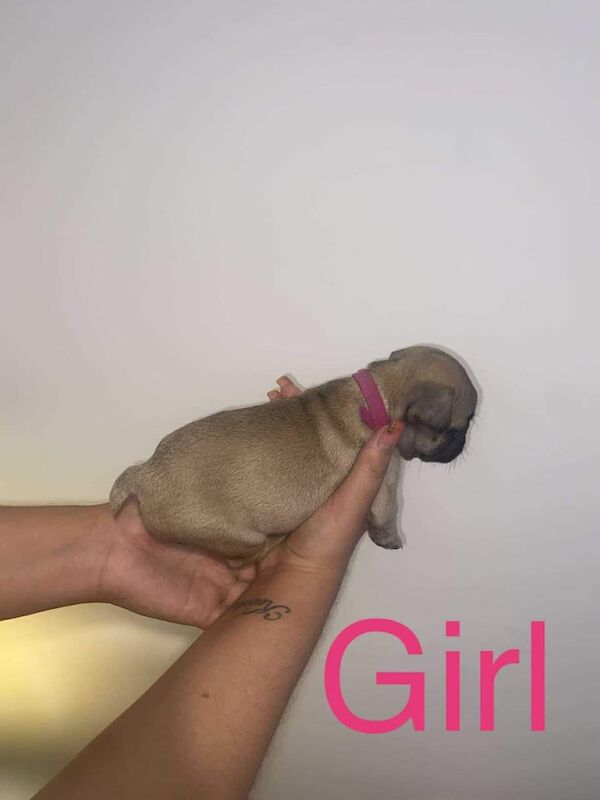 French Bulldog puppies for sale in Brownhills, West Midlands – 6 weeks old