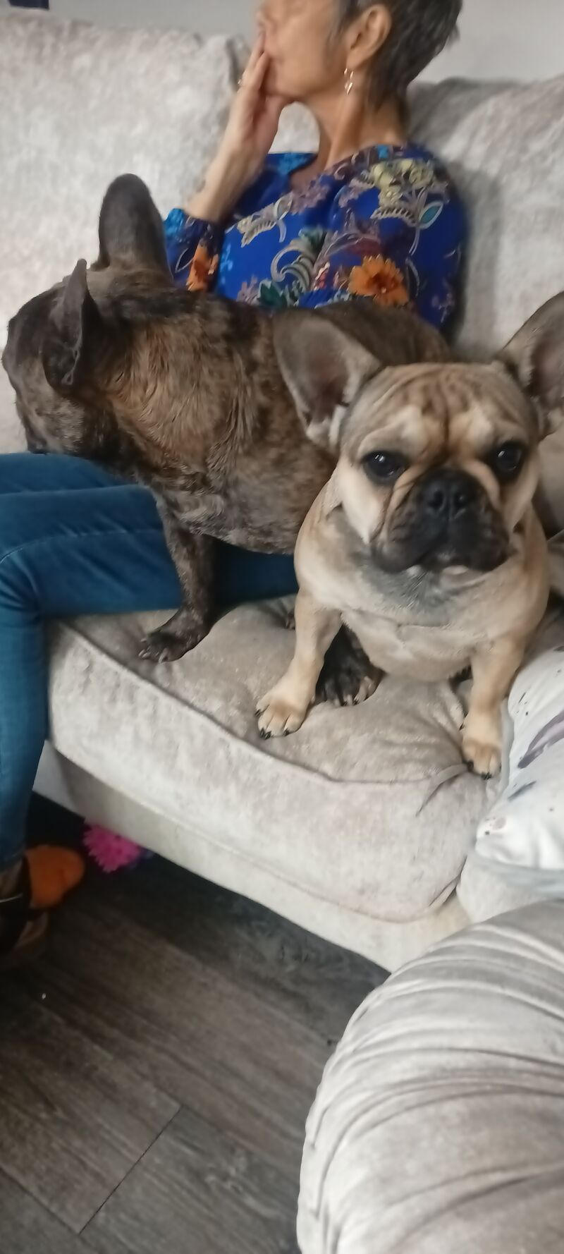 2 beautiful French bulldogs one male 3yo 1 bitch 1yo for sale in Tring, Hertfordshire | Image 2
