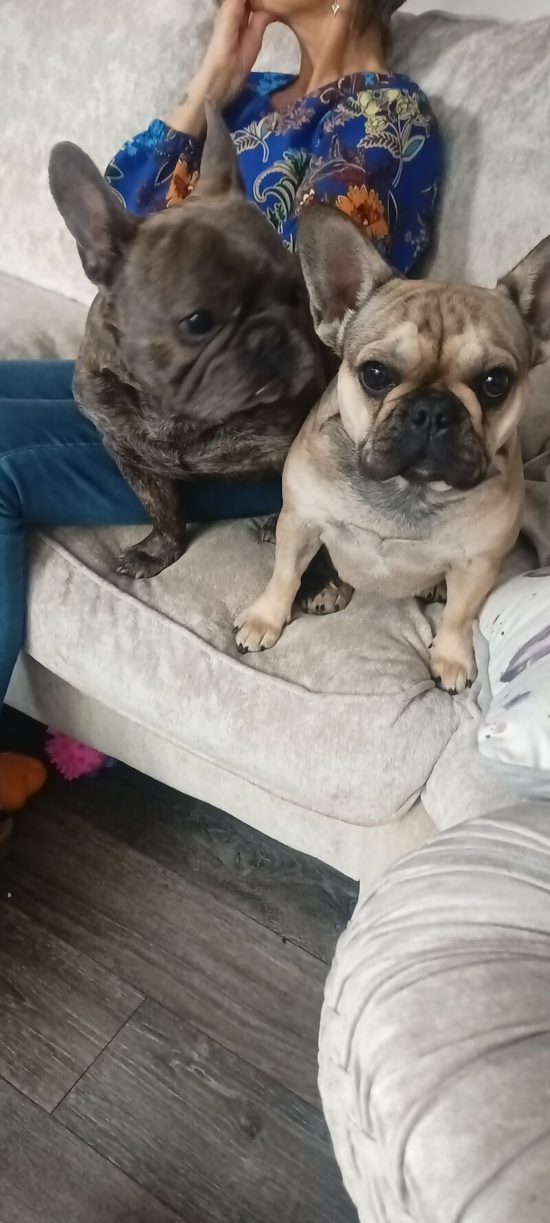 2 beautiful French bulldogs one male 3yo 1 bitch 1yo for sale in Tring, Hertfordshire | Image 3