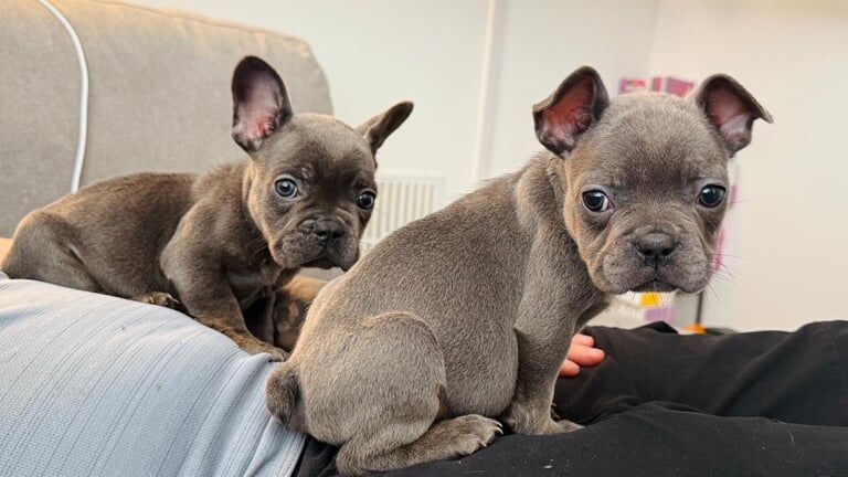 2 boy blue frenchies for sale in Croydon, Greater London