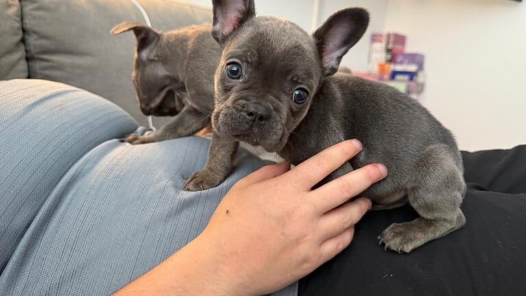 2 boy blue frenchies for sale in Croydon, Greater London | Image 2