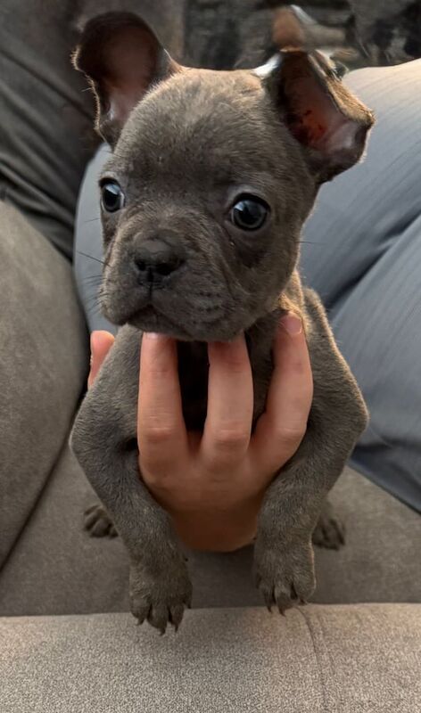 2 boy blue frenchies for sale in Croydon, Greater London | Image 3