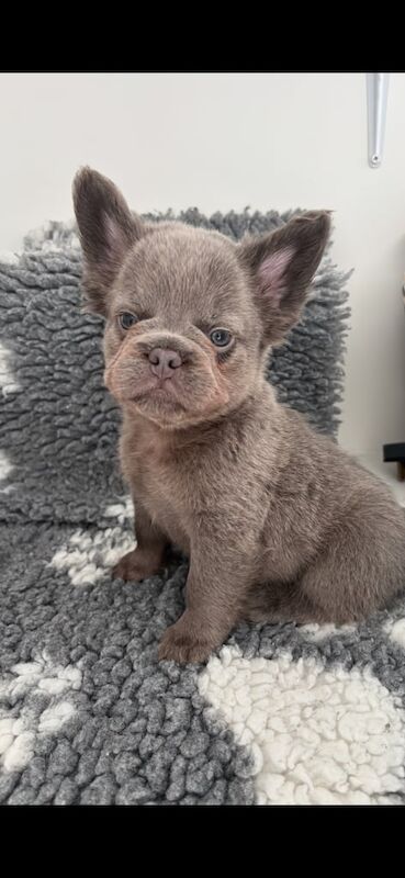 2 boy pups for sale - Image 2 of 2