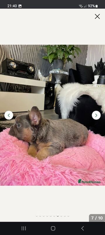 French Bulldog puppies for sale in Chelmsley Wood, West Midlands – KC registered, 11 weeks old - Image 4 of 5