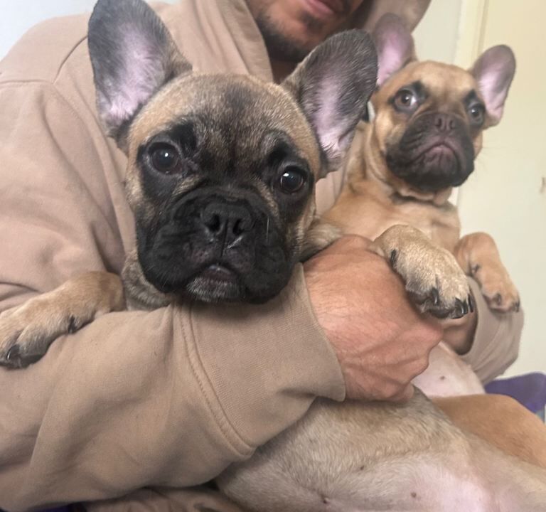 2 Female French Bulldog Puppies For Sale 6months old MUST GO £600 O.N.O - Image 2 of 4