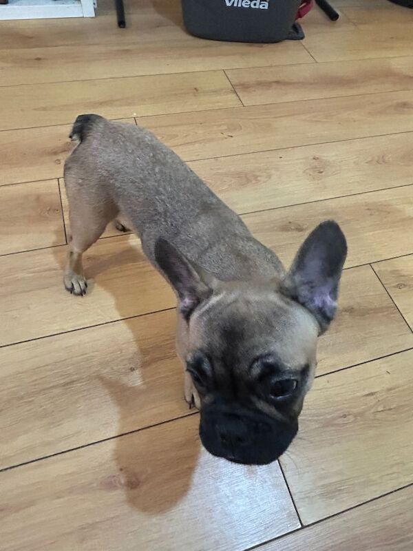 2 Female French Bulldog Puppies For Sale 6months old MUST GO £600 O.N.O - Image 4 of 4
