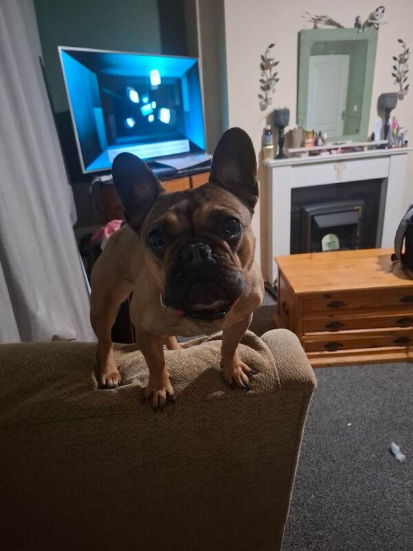 French Bulldog puppies for sale in Chester Moor, Durham – 2 years old