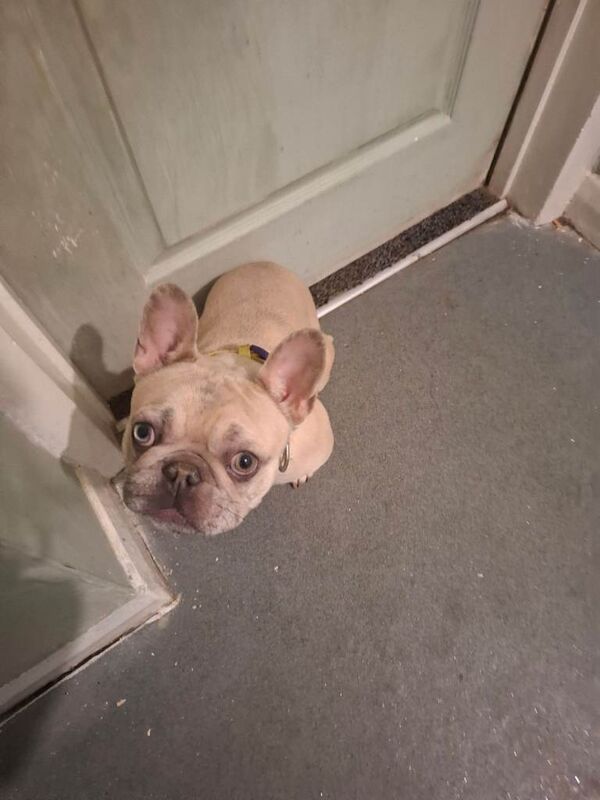 French Bulldog puppies for sale in Chester Moor, Durham – 2 years old - Image 2 of 4