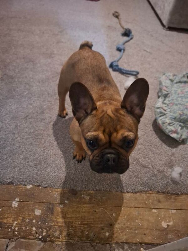 French Bulldog puppies for sale in Chester Moor, Durham – 2 years old - Image 3 of 4