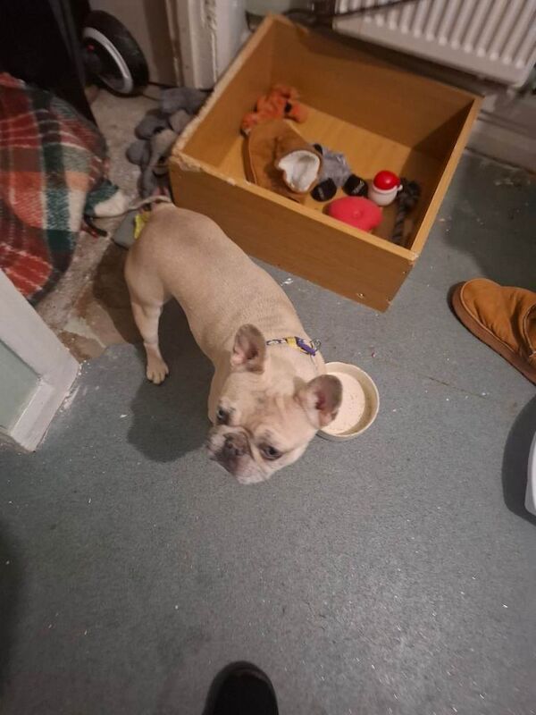 French Bulldog puppies for sale in Chester Moor, Durham – 2 years old - Image 4 of 4