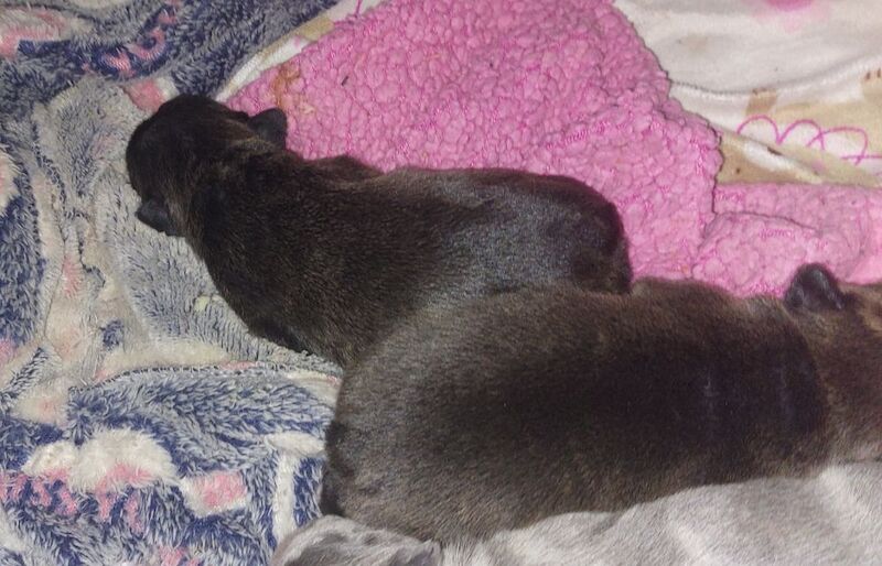 2 female french bulldog marle puppies looking for they loving forever homes - Image 2 of 15