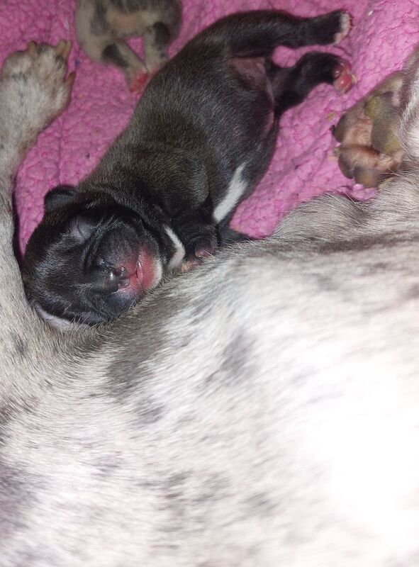 2 female french bulldog marle puppies looking for they loving forever homes - Image 4 of 15