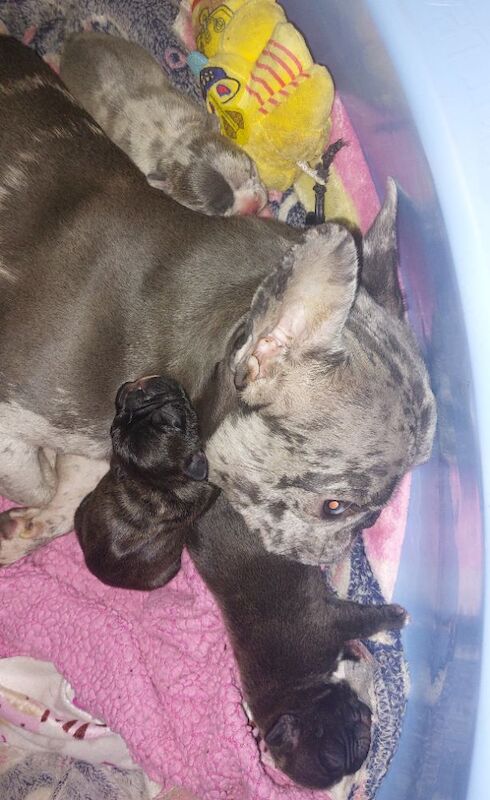 2 female french bulldog marle puppies looking for they loving forever homes - Image 5 of 15