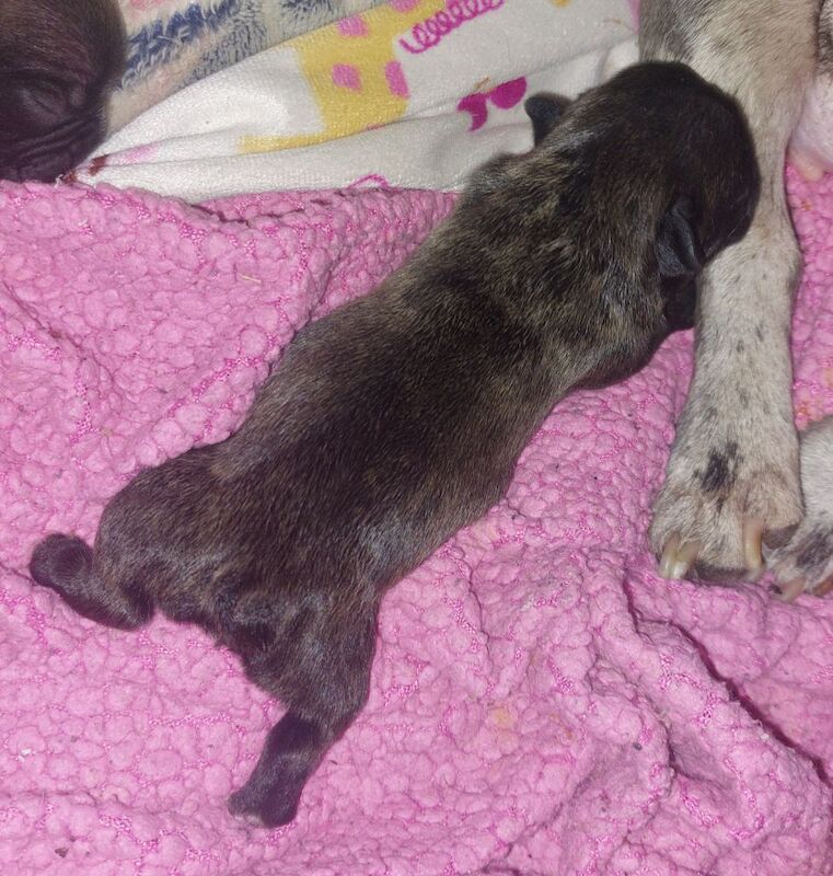 2 female french bulldog marle puppies looking for they loving forever homes - Image 6 of 15