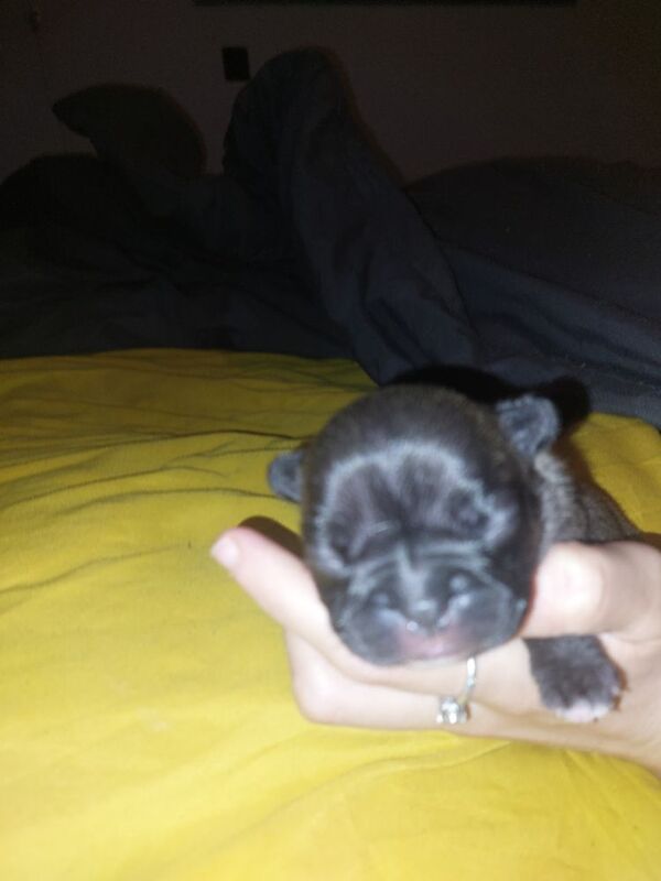 2 female french bulldog marle puppies looking for they loving forever homes - Image 7 of 15