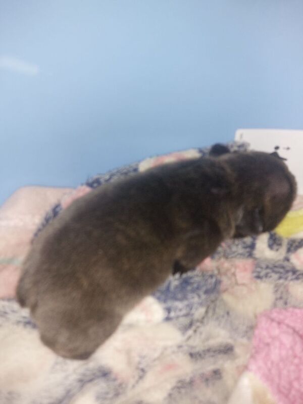 2 female french bulldog marle puppies looking for they loving forever homes - Image 8 of 15