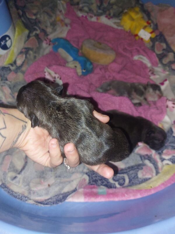 2 female french bulldog marle puppies looking for they loving forever homes - Image 9 of 15