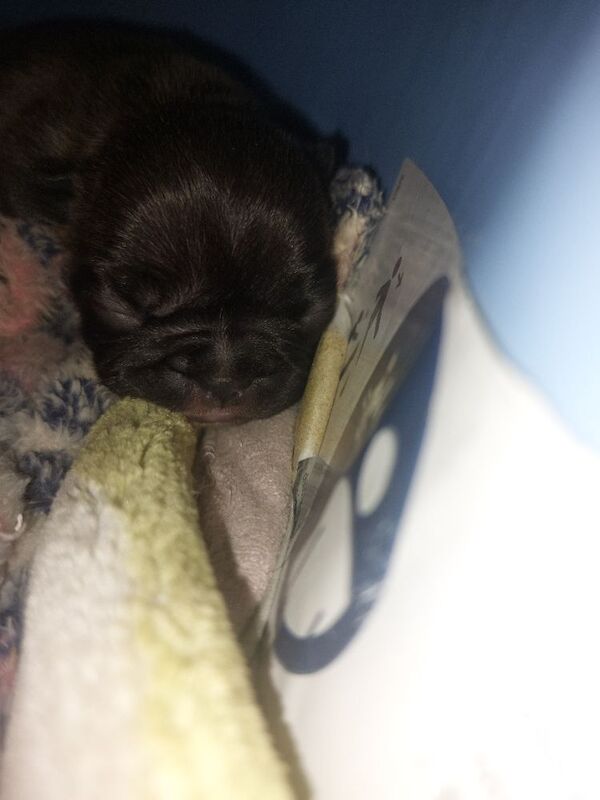 2 female french bulldog marle puppies looking for they loving forever homes - Image 10 of 15