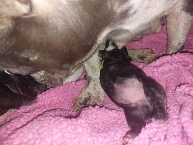 2 female french bulldog marle puppies looking for they loving forever homes - Image 12 of 15