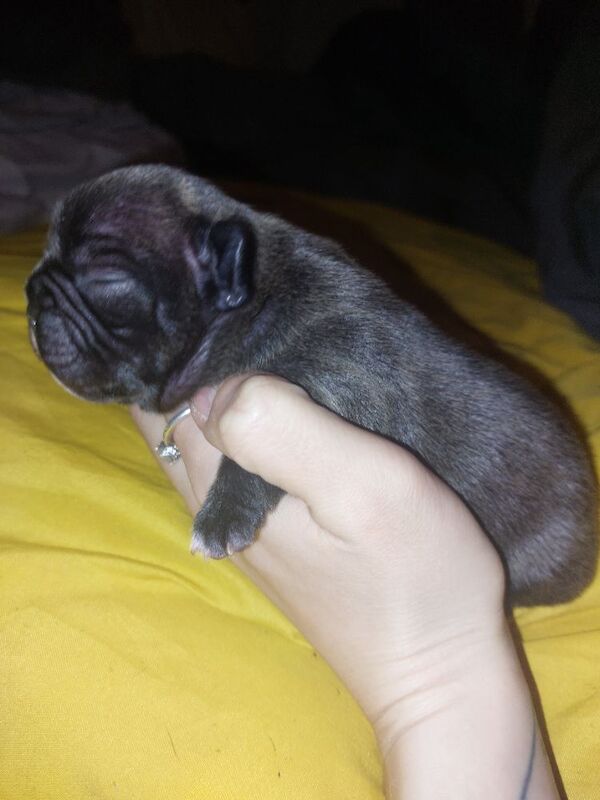 2 female french bulldog marle puppies looking for they loving forever homes - Image 13 of 15