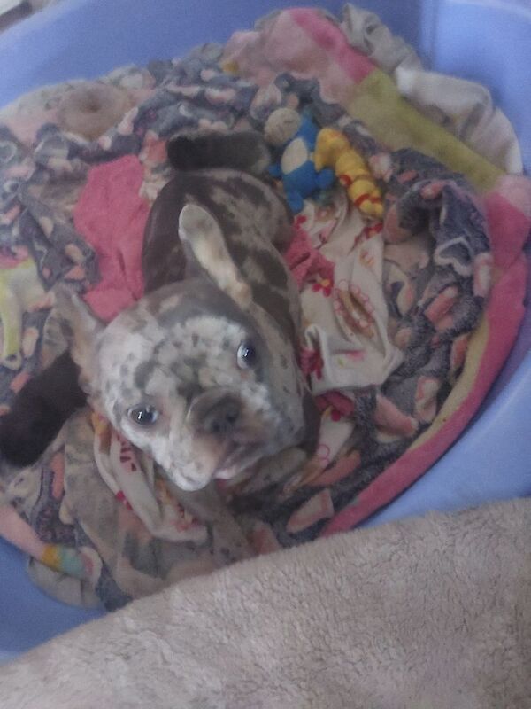 2 female french bulldog marle puppies looking for they loving forever homes - Image 15 of 15