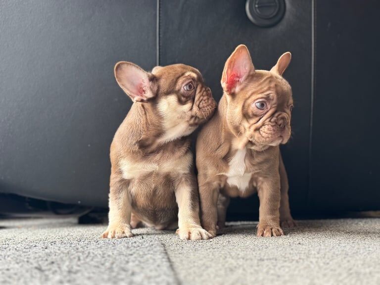 2 females available ready now - Image 2 of 4