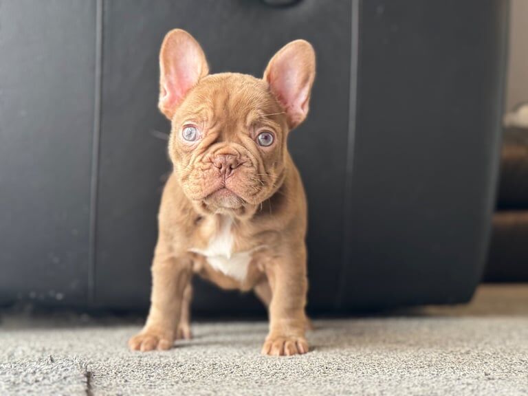 2 females available ready now - Image 4 of 4