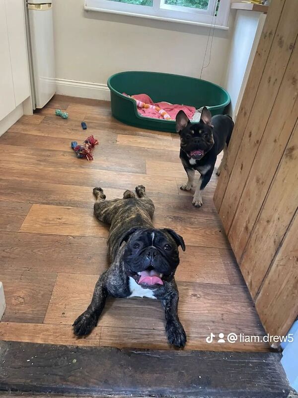 French Bulldog puppies for sale in Bury St Edmunds, Suffolk β 1 year old