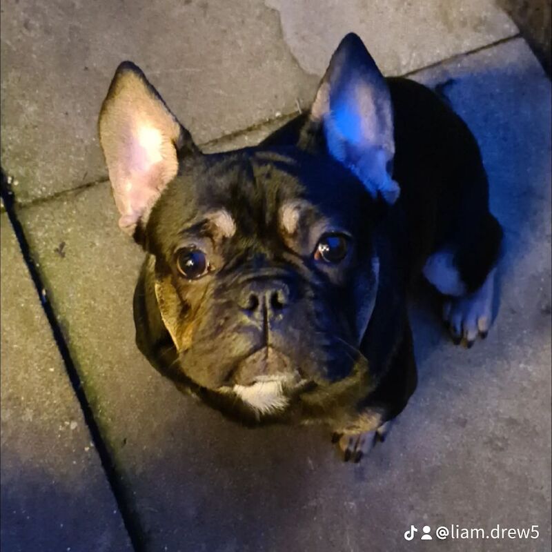 French Bulldog puppies for sale in Bury St Edmunds, Suffolk – 1 year old - Image 2 of 6
