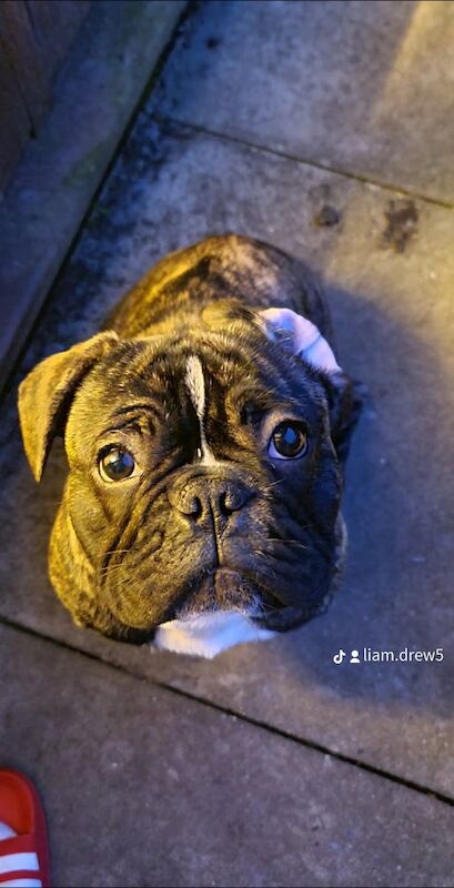 French Bulldog puppies for sale in Bury St Edmunds, Suffolk – 1 year old - Image 3 of 6