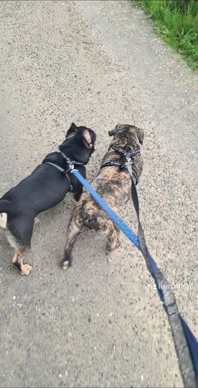 French Bulldog puppies for sale in Bury St Edmunds, Suffolk – 1 year old - Image 4 of 6